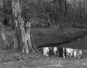 Backyard Scene 26