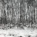 Birchwood