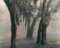 Backyard Scene19