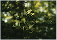 Native Dogwood 1
