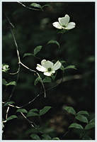 Native Dogwood 2