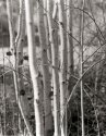Aspens, Tilden, Ca