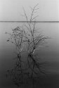 Submerged Tree