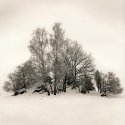 Trees In Snow Ii
