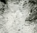 Gully, Bones, Pt. Lobos