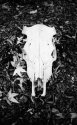 Cowskull