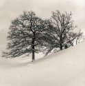 Trees In Snow I
