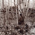 Spirit Of The Forest 1