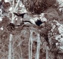 Spirit Of The Forest 2