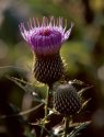 Thistle