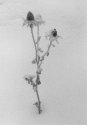 Winter Flower