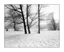 Winter Trees