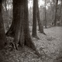 Backyard Scene 61