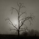 Tree, Fog and Sun