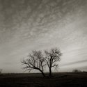 Tree and Clouds