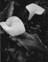 Grandma's Lillies And Friend