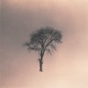 Tree Experiment