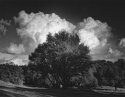 Penryn Live Oak