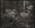 Redwood, Vine Maple