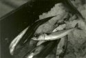 Fishy Buissness