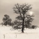 Trees In Snow X