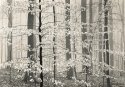 Beeches In Winter