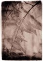 Lithy Leaves