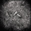 Pine Cones