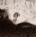 Footprint
