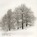 Trees In Snow Xii