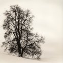 Trees In Snow Xvii