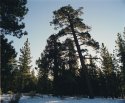 Ponderosas At Big Bear Lake