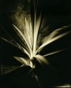 Yucca