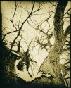 Winter Tree