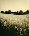 Field