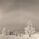 Trees In Snow Xiii