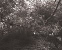 Carbin Transfer,stout Grove