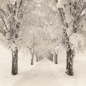 Trees-in-snow-021