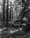 Tobias In Billberry Path