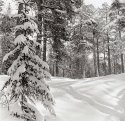 Tracks In Snow