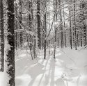 Shadows On Snow
