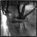 Swamp Maple