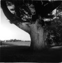 Black's tree