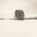 Trees-in-snow-015