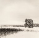 Trees-in-snow-016