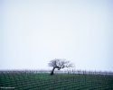 oak
