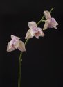 Fading Orchids