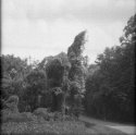 The Kudzu