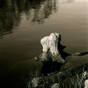 Stump3