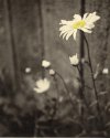 Full Bloom